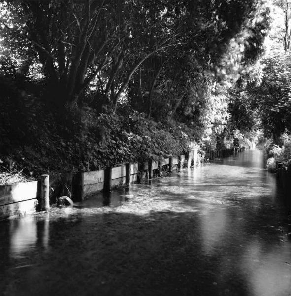 Fontanili - canale - vegetazione