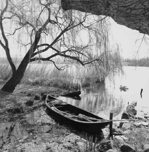 Castellaro Lagusello - lago - barca - cigno