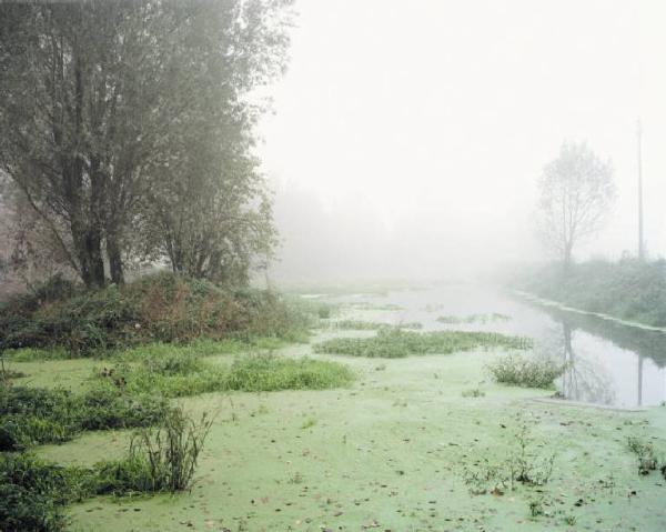 Fontanile - acque paludose - alberi