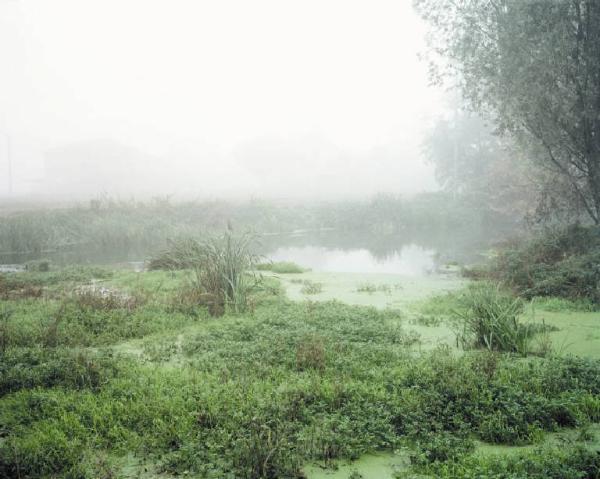 Fontanile - acque paludose - vegetazione