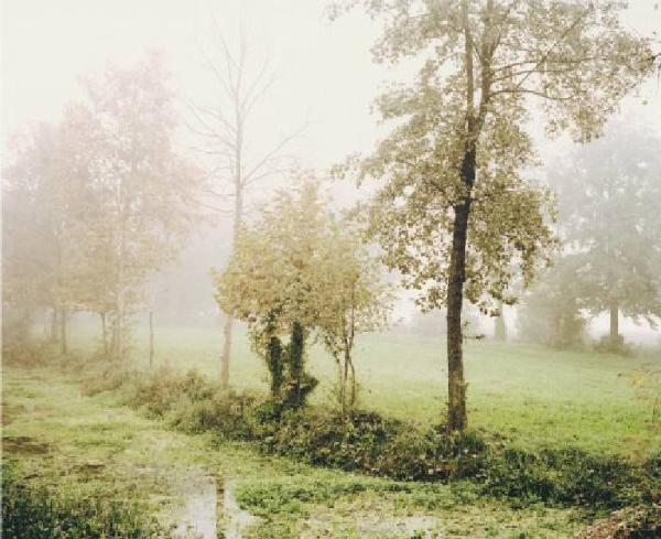 Fontanile - acque paludose - alberi