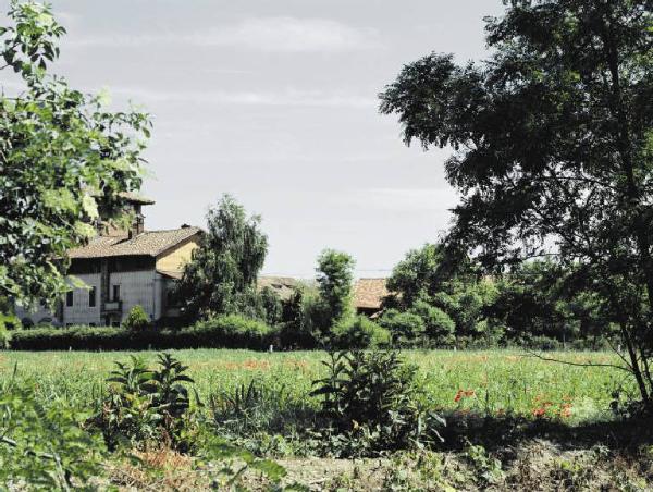 Parco agricolo Sud - prato con papaveri - cascine