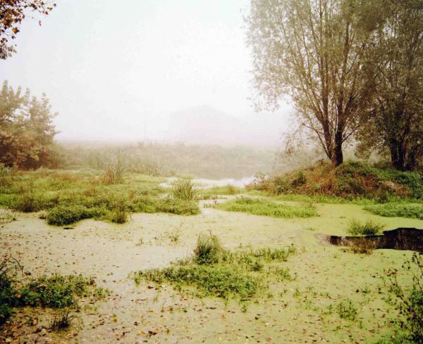 Fontanile - acque paludose - alberi