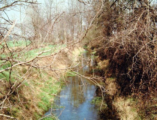 Fontanile - alberi