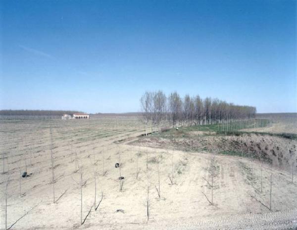 Campo con pioppi appena piantati - cascina