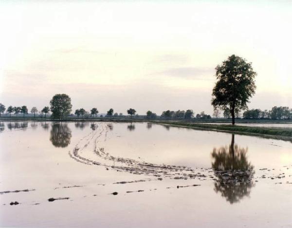 Risaie - impronte di pneumatici - alberi