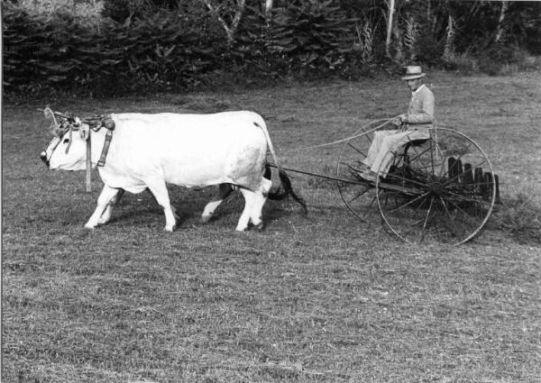 Lavori agricoli - Raccolta del fieno - Rastrellatrice - Canneto sull'Oglio - Ritratto maschile