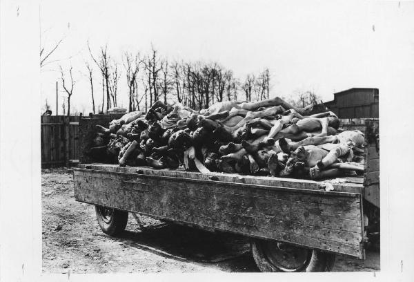 Seconda guerra mondiale - Nazismo - Germania - Campo di concentramento di Buchenwald - Dopo la liberazione - Cumulo di cadaveri nudi e scheletriti su un camion