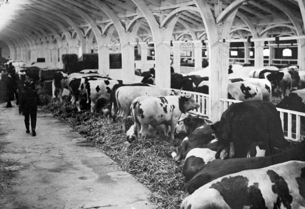 Fiera di Milano - Campionaria 1931 - Mostre della zootecnica - Esposizione dei bovini