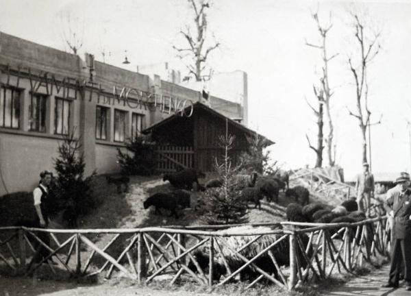Fiera di Milano - Campionaria 1934 - Mostre della zootecnica - Allevamento dimostrativo di pecore