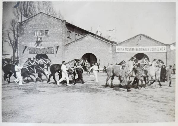 Fiera di Milano - Campionaria 1930 - Mostre della zootecnica - Esposizione equina