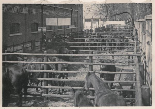 Fiera di Milano - Campionaria 1930 - Mostre della zootecnica - Esposizione equina