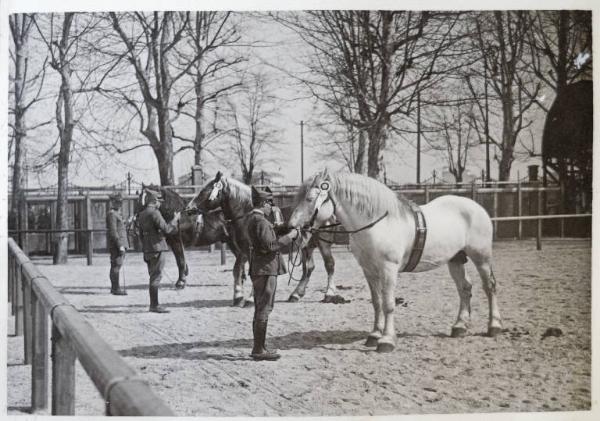 Fiera di Milano - Campionaria 1930 - Mostre della zootecnica - Esposizione equina