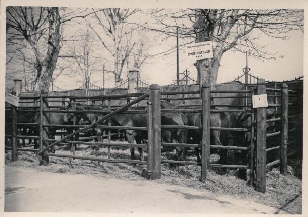 Fiera di Milano - Campionaria 1930 - Mostre della zootecnica - Esposizione equina