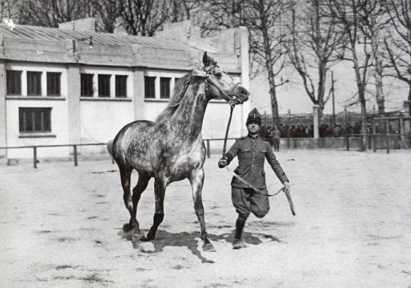 Fiera di Milano - Campionaria 1930 - Mostre della zootecnica - Esposizione equina