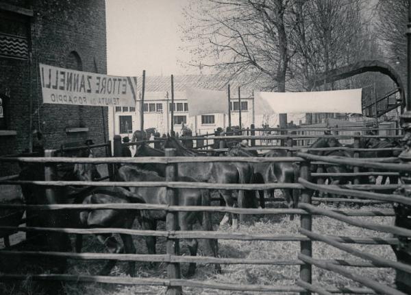 Fiera di Milano - Campionaria 1930 - Mostre della zootecnica - Esposizione equina