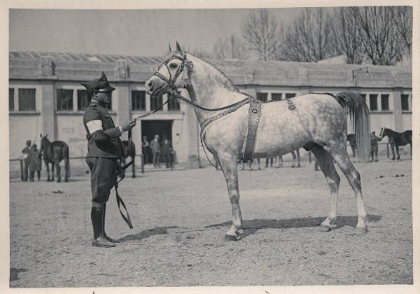 Fiera di Milano - Campionaria 1930 - Mostre della zootecnica - Esposizione equina