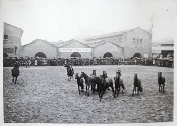 Fiera di Milano - Campionaria 1930 - Mostre della zootecnica - Esposizione equina