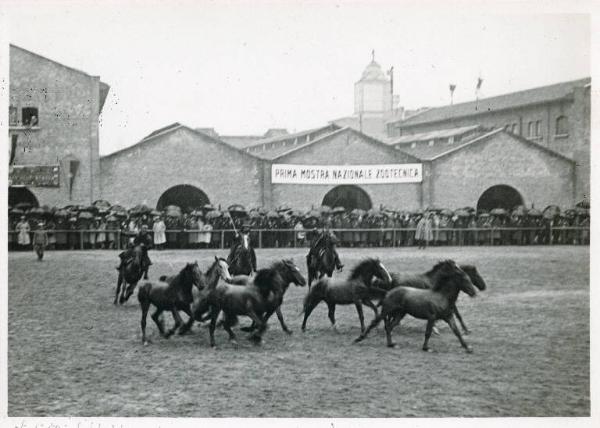 Fiera di Milano - Campionaria 1930 - Mostre della zootecnica - Esposizione equina