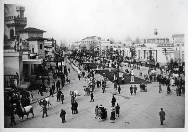 Fiera di Milano - Campionaria 1930 - Mostre della zootecnica - Esposizione dei bovini