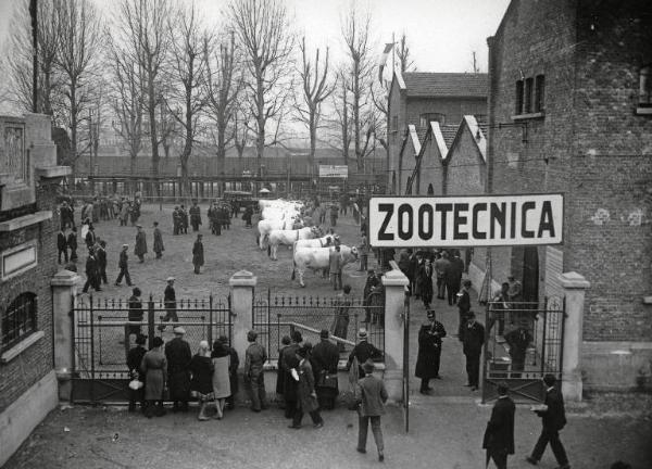 Fiera di Milano - Campionaria 1930 - Mostre della zootecnica - Esposizione dei bovini