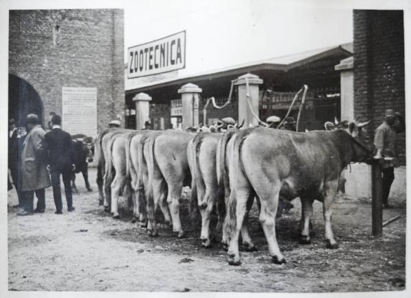 Fiera di Milano - Campionaria 1930 - Mostre della zootecnica - Esposizione dei bovini