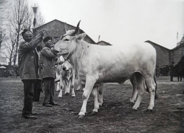 Fiera di Milano - Campionaria 1930 - Mostre della zootecnica - Esposizione dei bovini