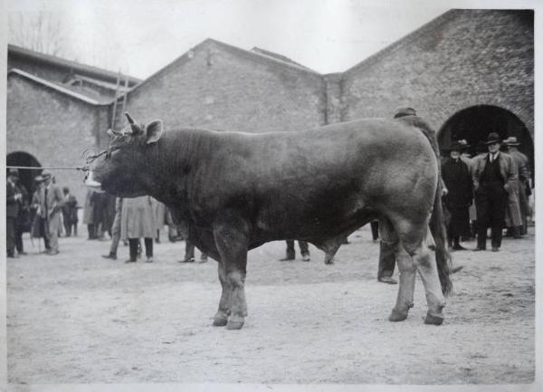 Fiera di Milano - Campionaria 1930 - Mostre della zootecnica - Esposizione dei bovini