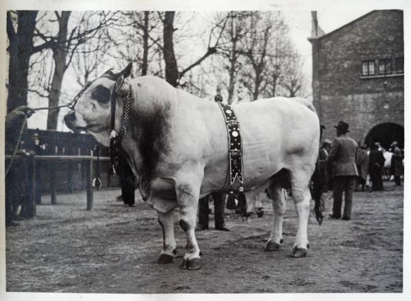 Fiera di Milano - Campionaria 1930 - Mostre della zootecnica - Esposizione dei bovini