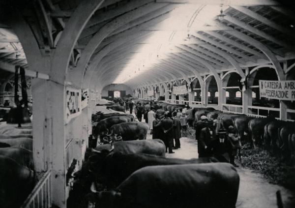 Fiera di Milano - Campionaria 1930 - Mostre della zootecnica - Esposizione dei bovini