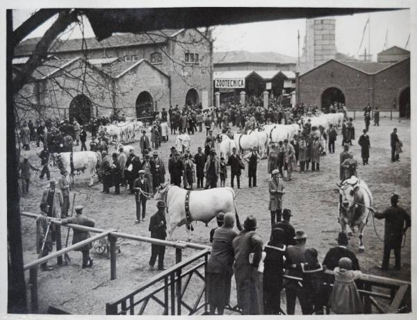 Fiera di Milano - Campionaria 1930 - Mostre della zootecnica - Esposizione dei bovini