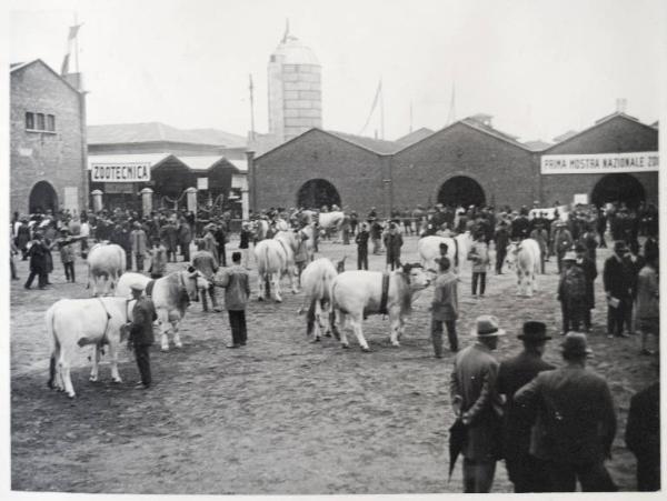 Fiera di Milano - Campionaria 1930 - Mostre della zootecnica - Esposizione dei bovini