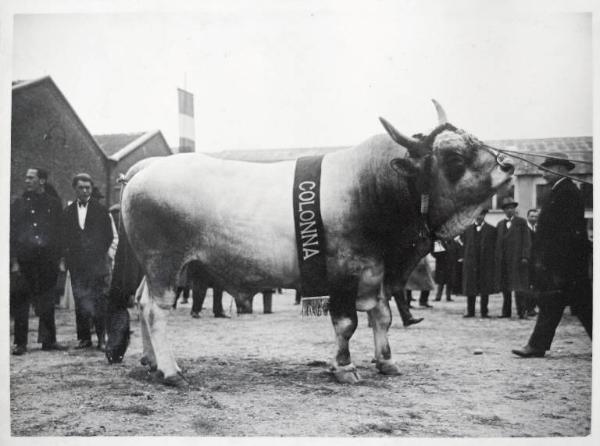 Fiera di Milano - Campionaria 1930 - Mostre della zootecnica - Esposizione dei bovini