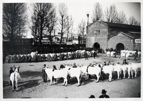 Fiera di Milano - Campionaria 1930 - Mostre della zootecnica - Esposizione dei bovini