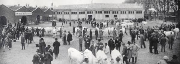 Fiera di Milano - Campionaria 1930 - Mostre della zootecnica - Esposizione dei bovini