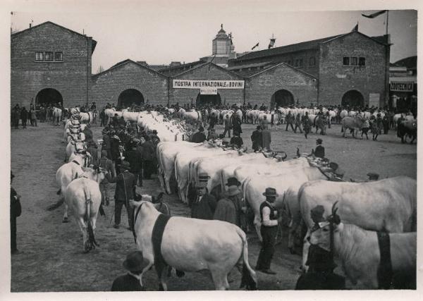 Fiera di Milano - Campionaria 1930 - Mostre della zootecnica - Esposizione dei bovini