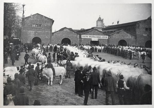 Fiera di Milano - Campionaria 1930 - Mostre della zootecnica - Esposizione dei bovini