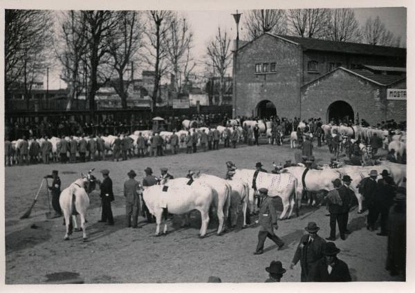 Fiera di Milano - Campionaria 1930 - Mostre della zootecnica - Esposizione dei bovini