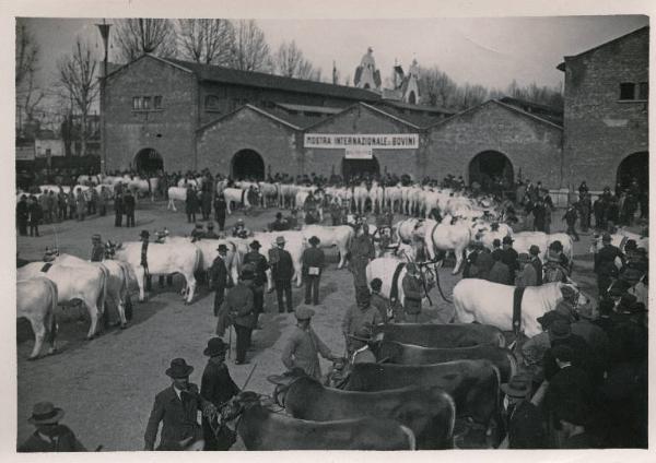 Fiera di Milano - Campionaria 1930 - Mostre della zootecnica - Esposizione dei bovini