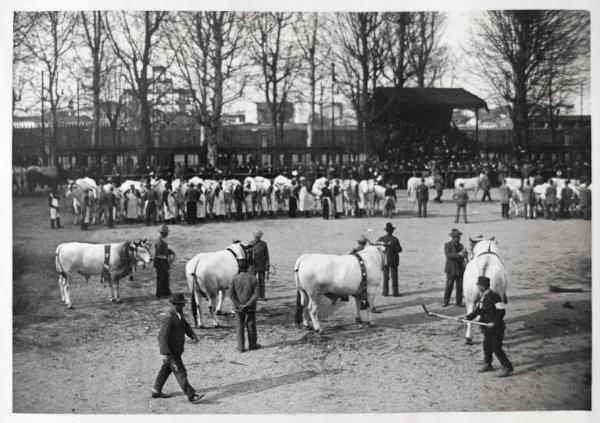 Fiera di Milano - Campionaria 1930 - Mostre della zootecnica - Esposizione dei bovini