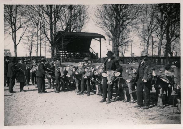 Fiera di Milano - Campionaria 1930 - Mostre della zootecnica - Esposizione dei bovini