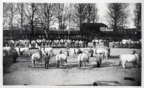 Fiera di Milano - Campionaria 1930 - Mostre della zootecnica - Esposizione dei bovini