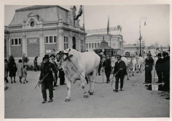 Fiera di Milano - Campionaria 1930 - Mostre della zootecnica - Esposizione dei bovini