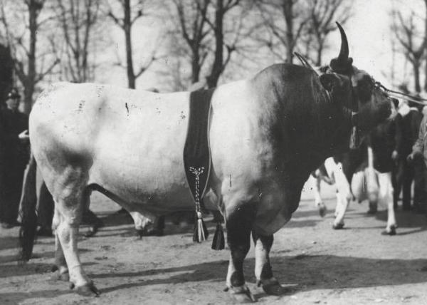 Fiera di Milano - Campionaria 1930 - Mostre della zootecnica - Esposizione dei bovini