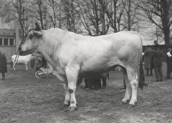 Fiera di Milano - Campionaria 1930 - Mostre della zootecnica - Esposizione dei bovini