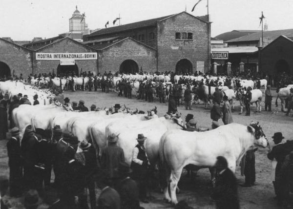 Fiera di Milano - Campionaria 1930 - Mostre della zootecnica - Esposizione dei bovini