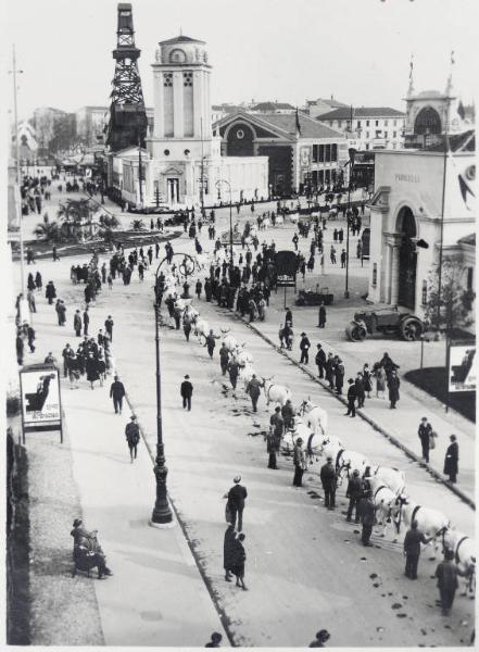 Fiera di Milano - Campionaria 1930 - Mostre della zootecnica - Esposizione dei bovini