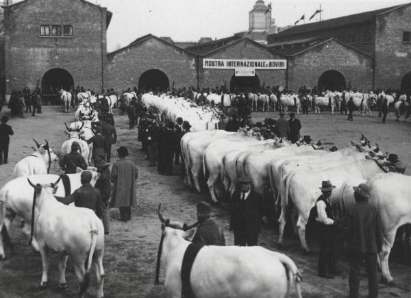 Fiera di Milano - Campionaria 1930 - Mostre della zootecnica - Esposizione dei bovini