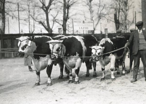 Fiera di Milano - Campionaria 1930 - Mostre della zootecnica - Esposizione dei bovini