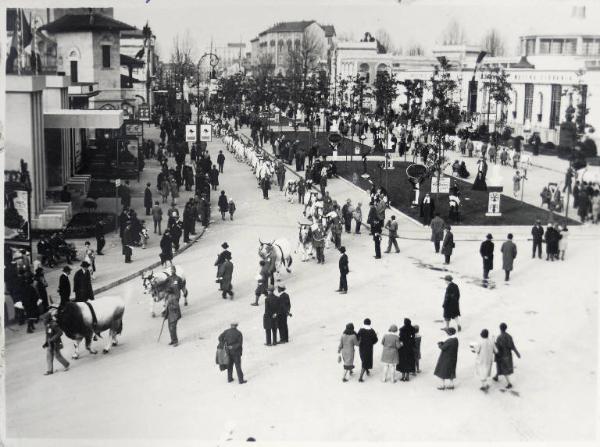 Fiera di Milano - Campionaria 1930 - Mostre della zootecnica - Esposizione dei bovini